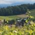 Weinbergswanderung 25. Aug. um 17.30 Uhr