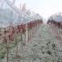Eisweinlese am 23. Nov. 2025