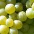 Die Weinlese in Rammersweier hat begonnen! 19.8.25